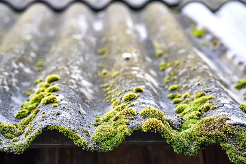 entretien,démoussage- outdated light grey corrugated slate with green growing moss roof old country house closeup